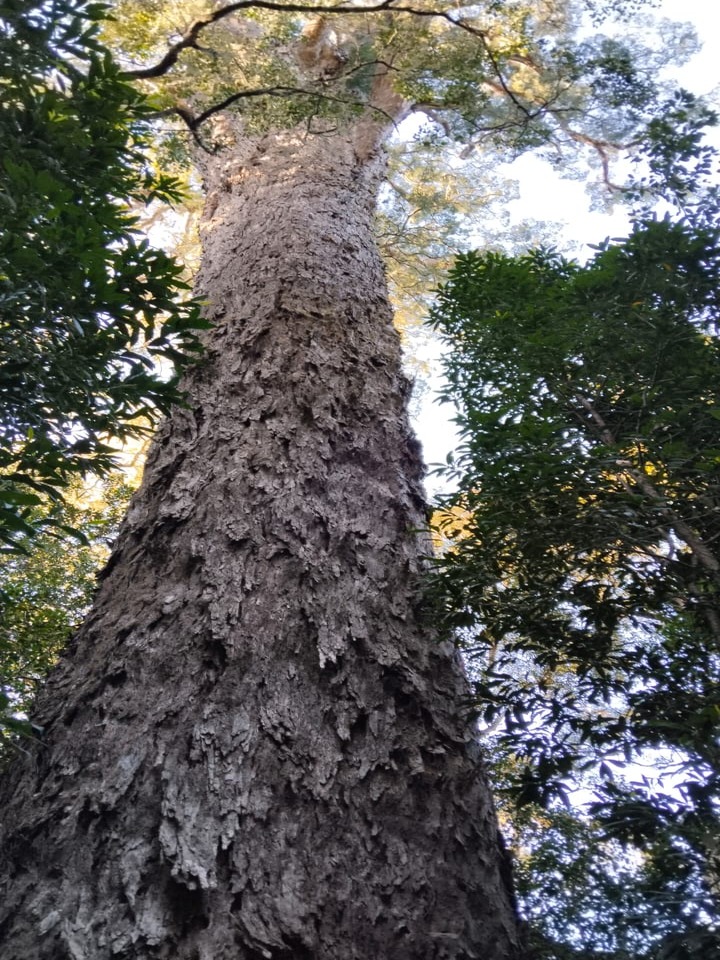 BIG TREE BIG TREE